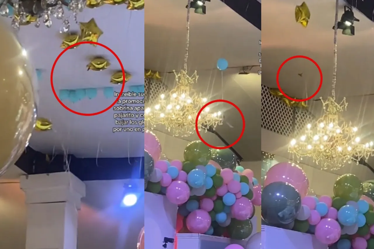 ¿Mensajero divino?; captan colibrí bajando globos, uno por uno, en una fiesta