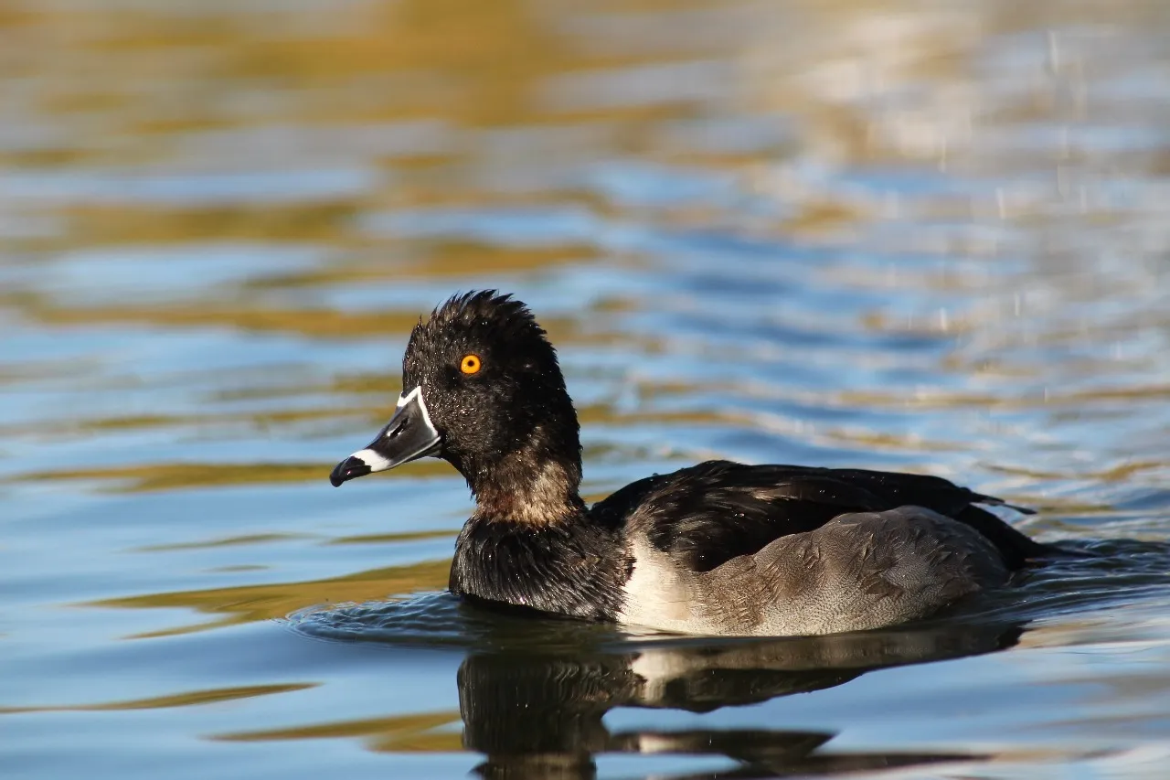 Cuenta Parque Central con visitantes de 29 especies migratorias