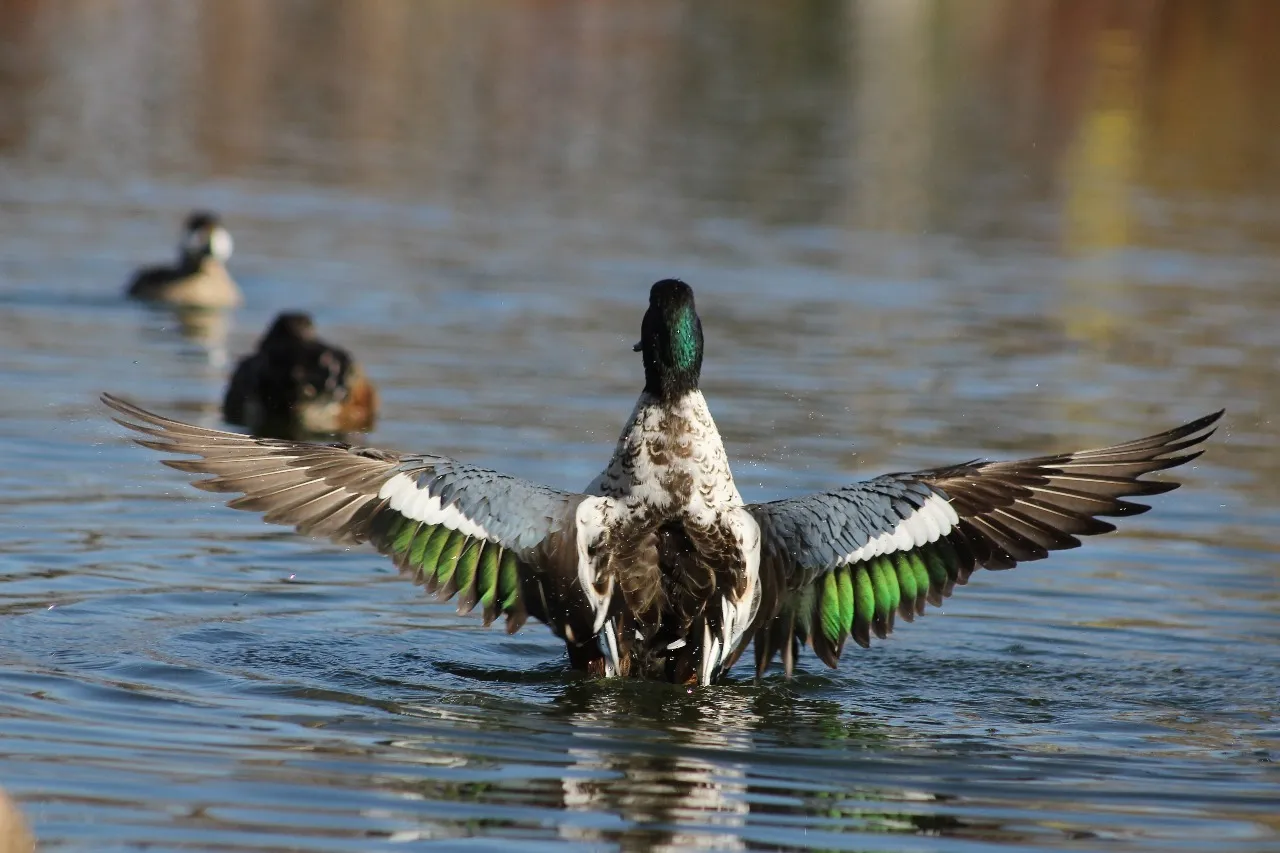 Cuenta Parque Central con visitantes de 29 especies migratorias