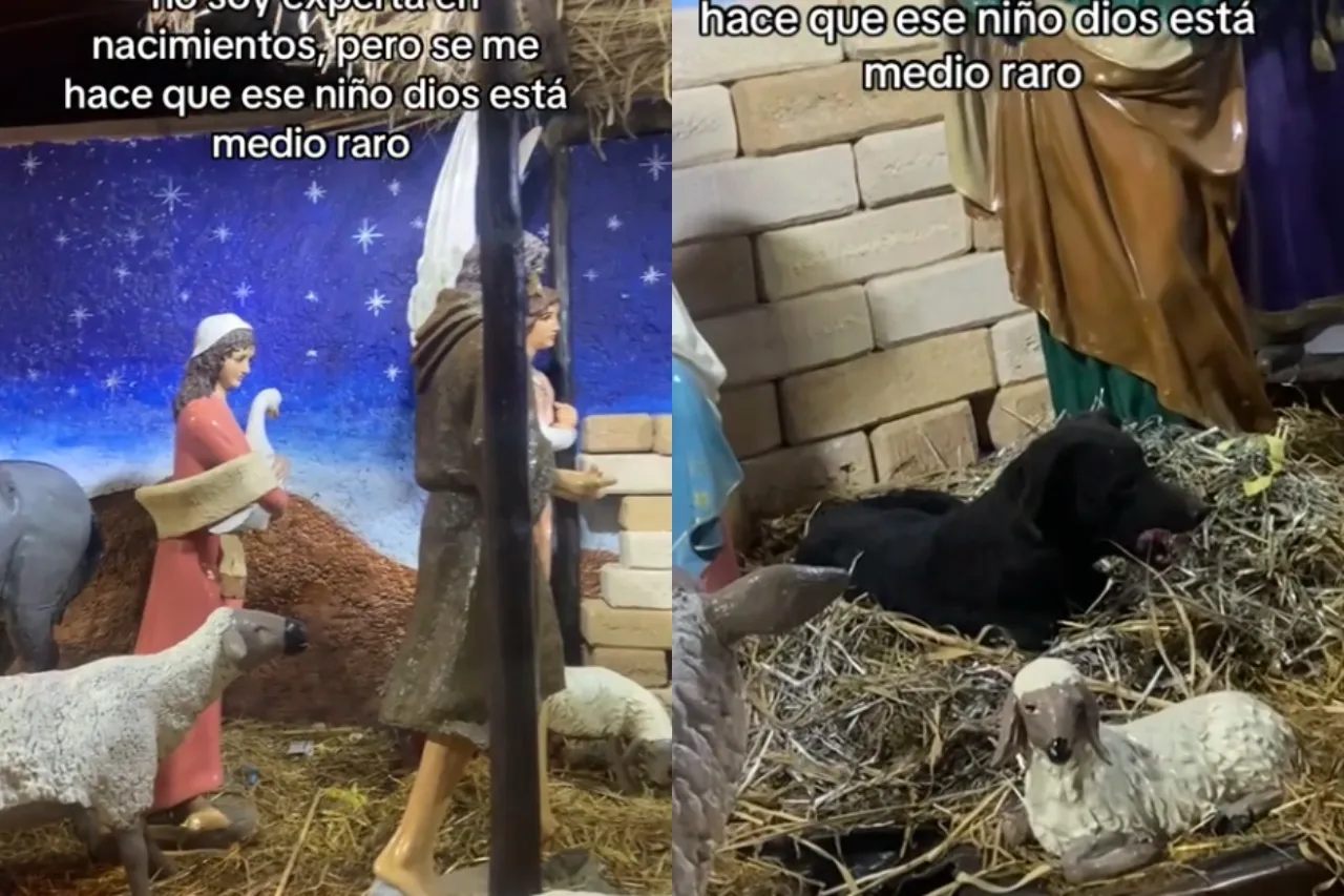 'Ese Niño Dios está muy raro'; hallan a lomito durmiendo dentro de pesebre