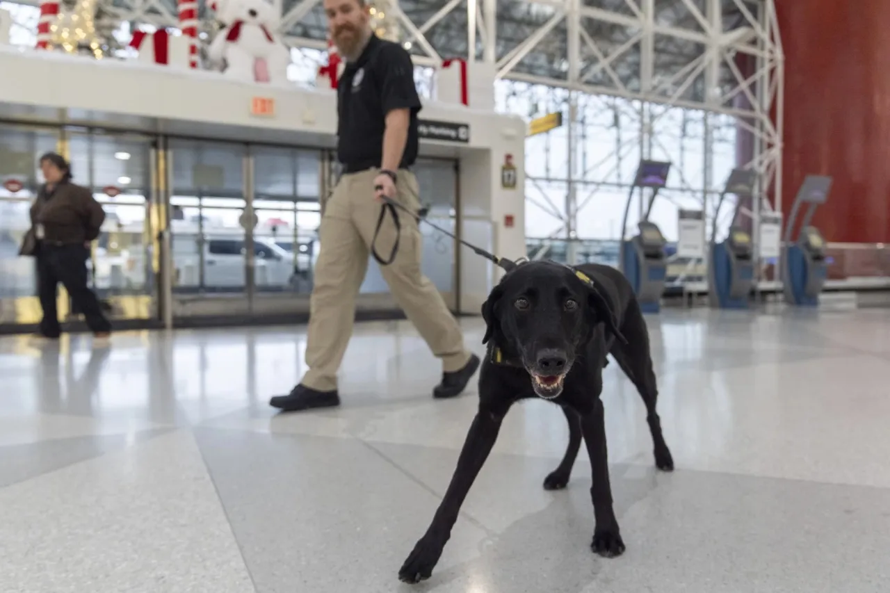 Un labrador protegerá un aeropuerto durante esta temporada navideña