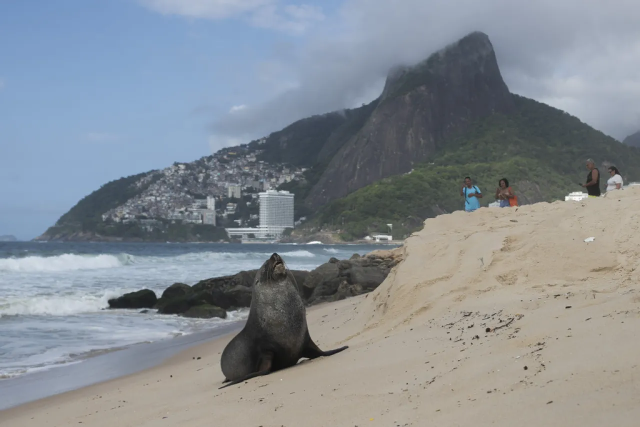 Extraño hallazgo; aparece foca en famosa playa de Río de Janeiro