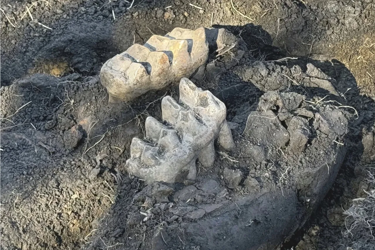 Encuentra mandíbula de mastodonte mientras arreglaba el jardín de su casa