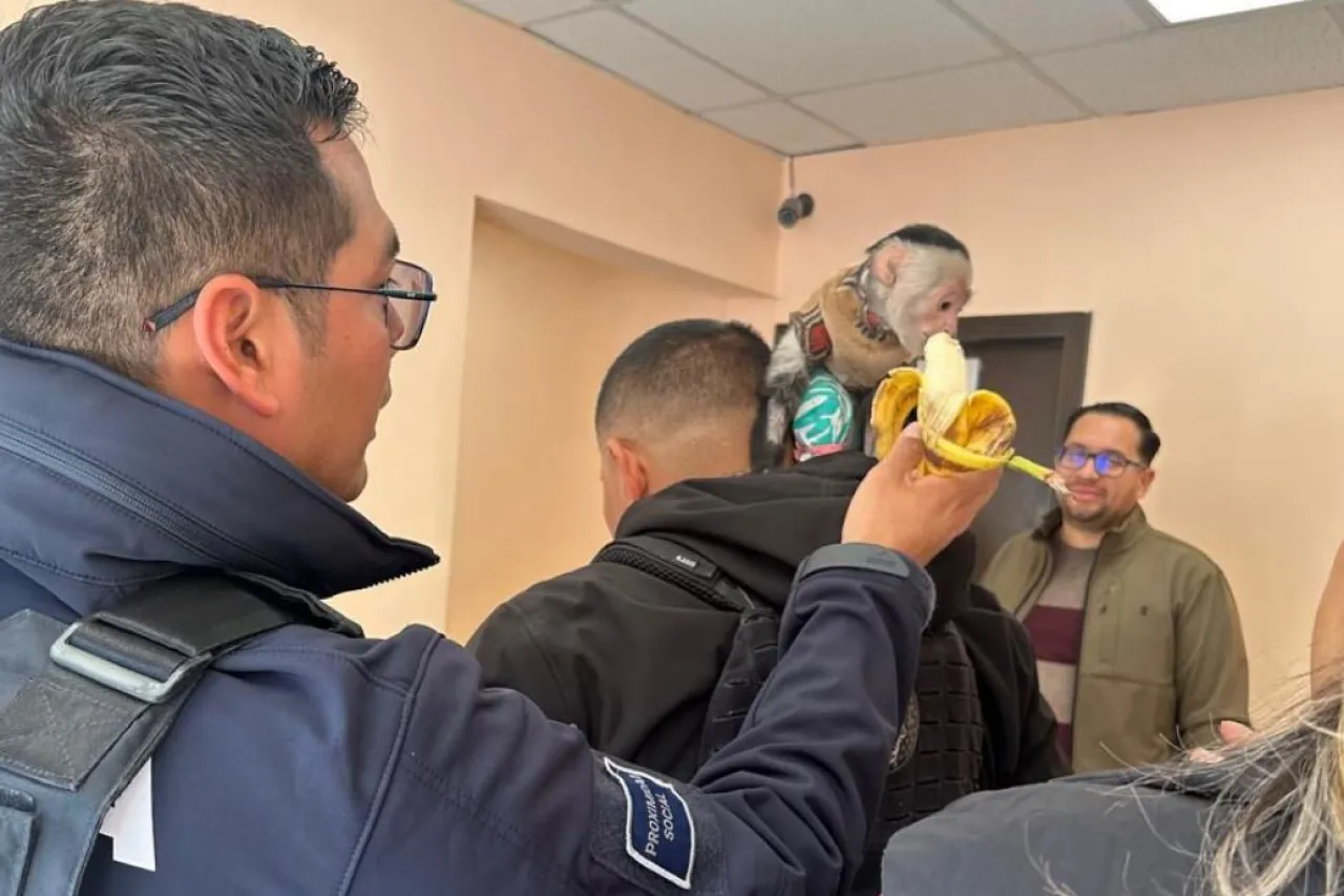 FOTOS: Resguarda Policía a mono araña