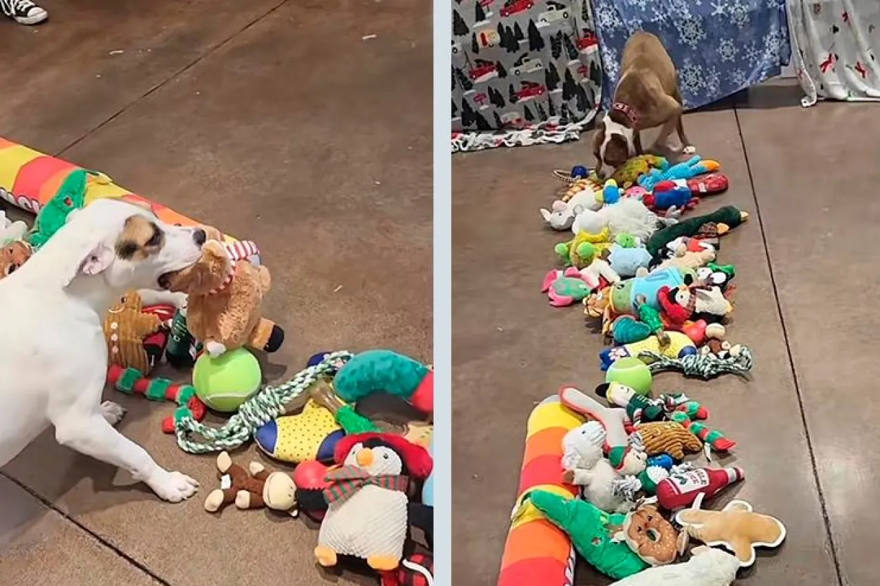 Video: Refugio de perros ofrece regalos navideños a sus inquilinos