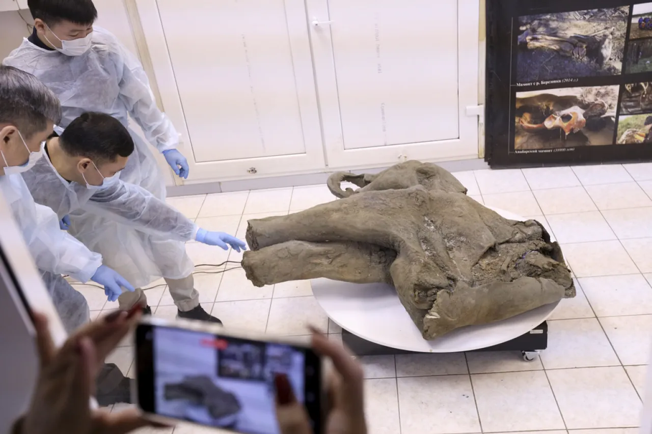 Hallan mamut bebé de 50 mil años en excelentes condiciones en Siberia