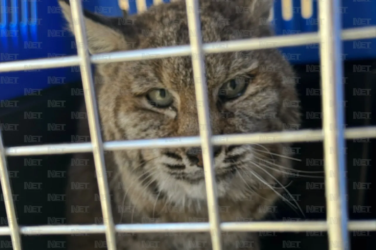 Video: Capturan gato montés en la entrada de Juárez