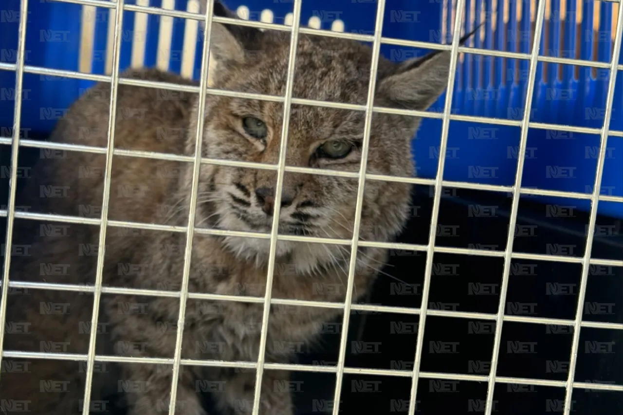 Video: Capturan gato montés en la entrada de Juárez