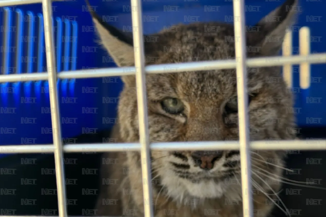 Video: Capturan gato montés en la entrada de Juárez