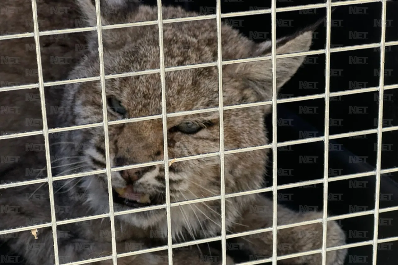 Video: Capturan gato montés en la entrada de Juárez