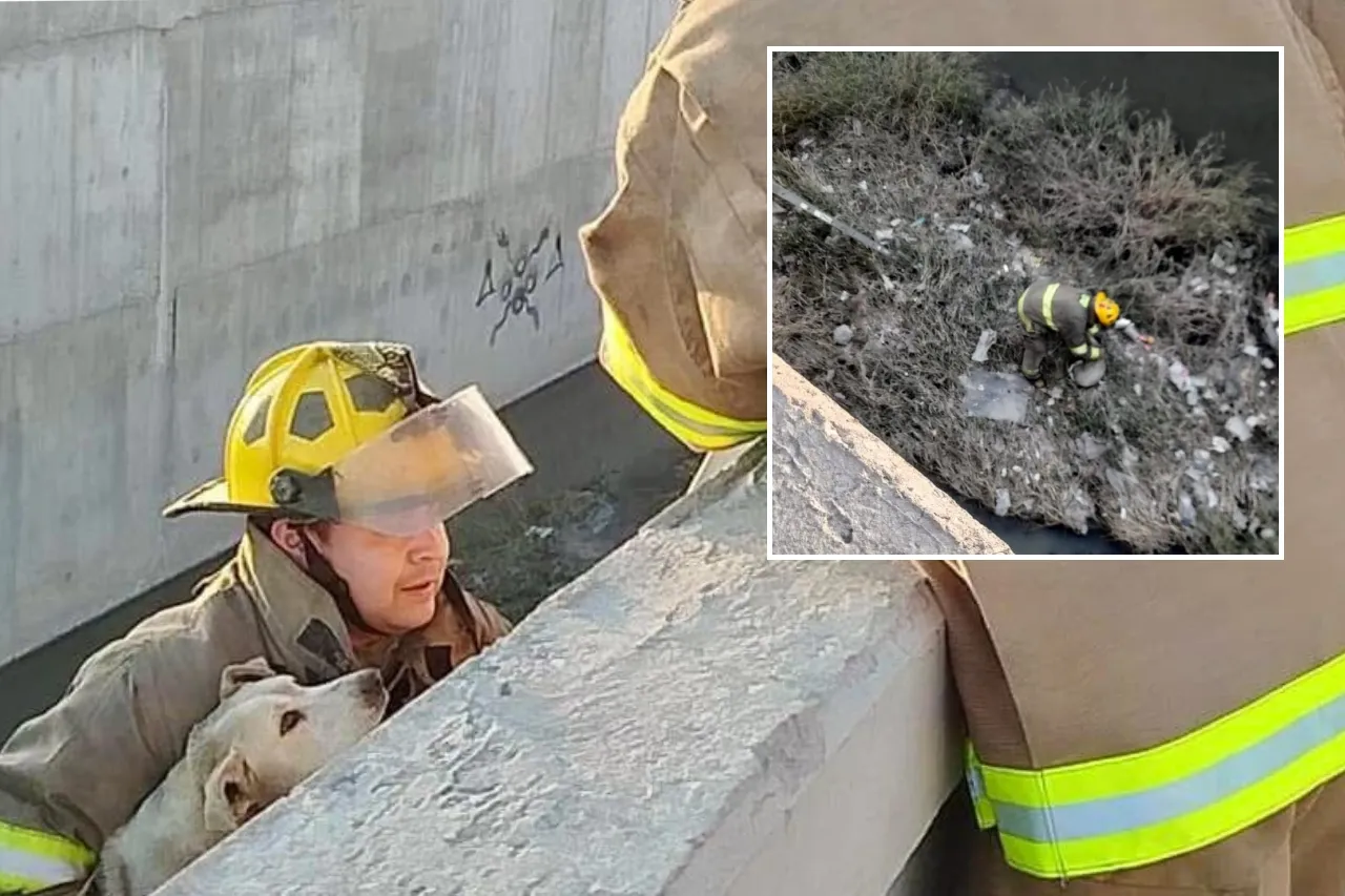 Rescatan bomberos a lomito atrapado en el Dren 2A