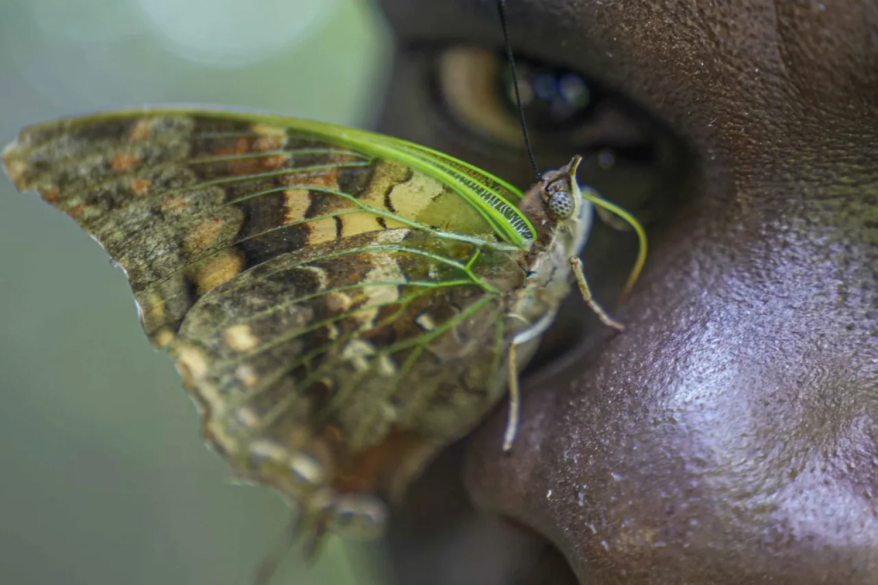 Busca compartir su legado coleccionista de mariposas en África