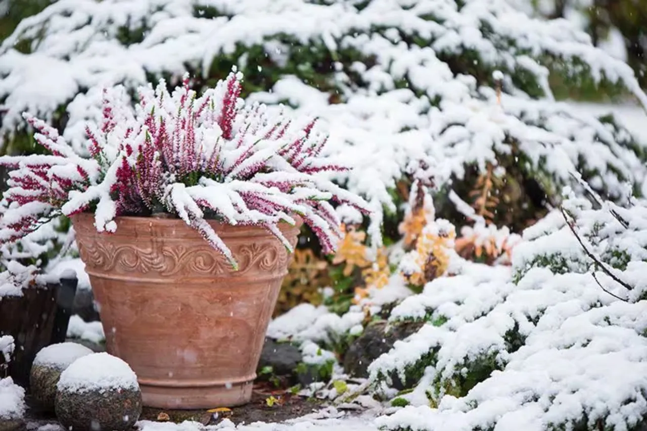 Cuida tus plantas del frío; tips para tenerlas radiantes en el invierno