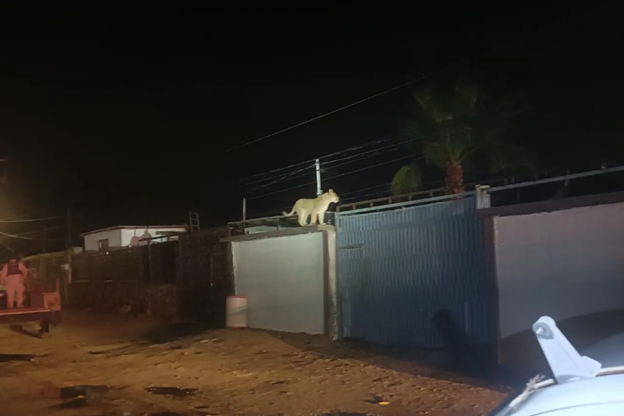 Muere gato montés resguardado en la entrada de Juárez