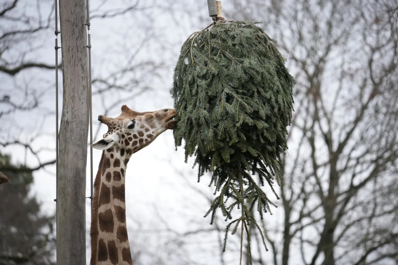 Animales del Zoológico de Berlín disfrutan de los pinos navideños