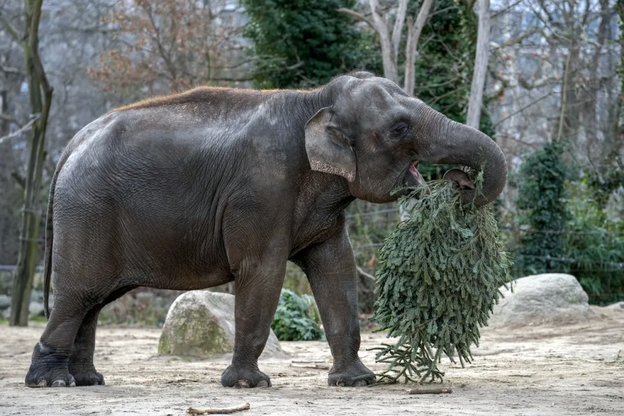 Animales del Zoológico de Berlín disfrutan de los pinos navideños