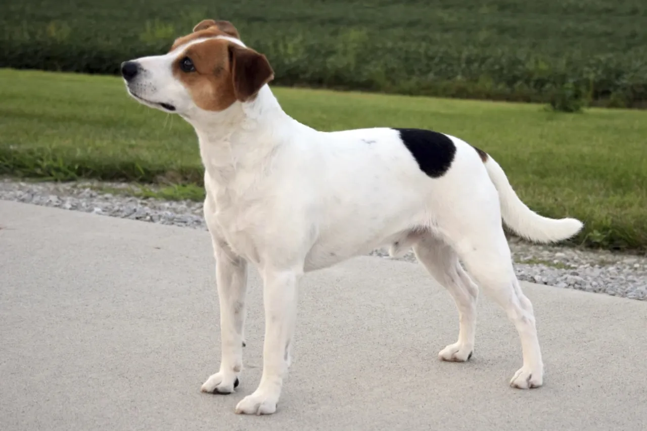 Conoce a la raza más nueva de la gama del American Kennel Club