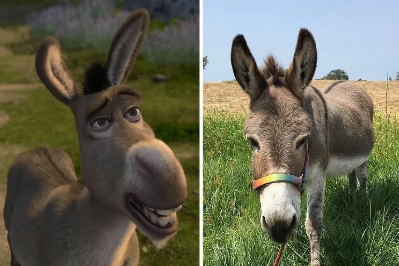 Muere Perry, el burro que inspiró al icónico personaje de 'Shrek'