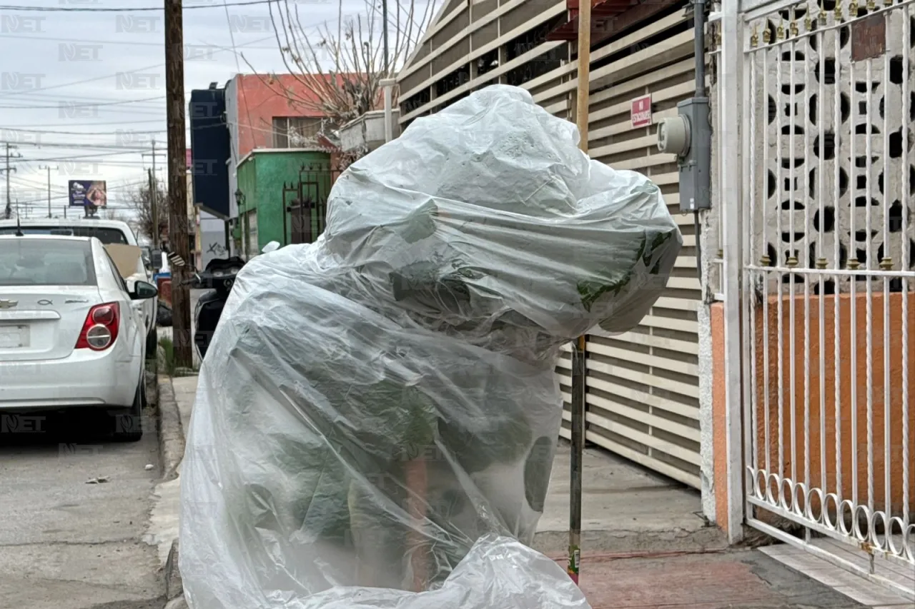 Buscan juarenses proteger sus plantas del frío extremo con bolsas