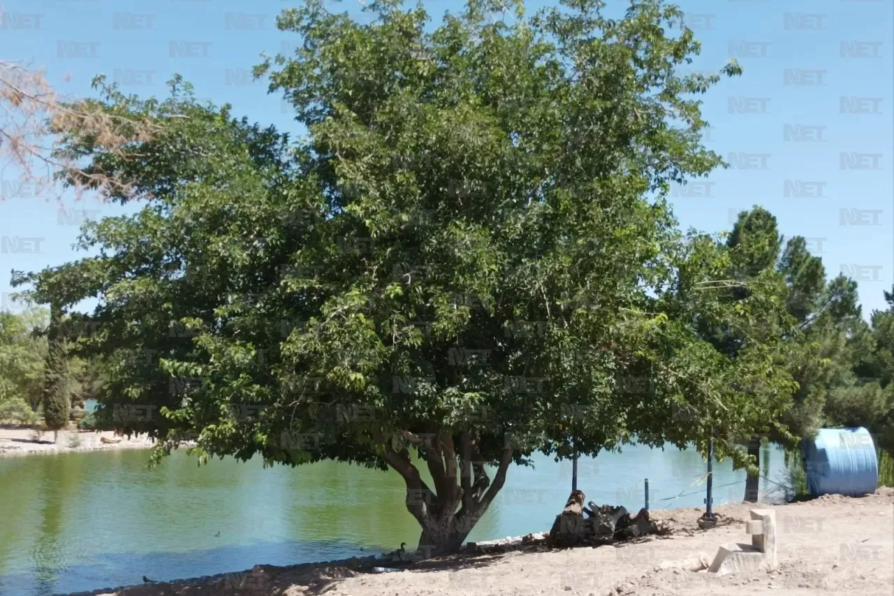 Espera Parque Central más de mil árboles para plantar en los próximos días