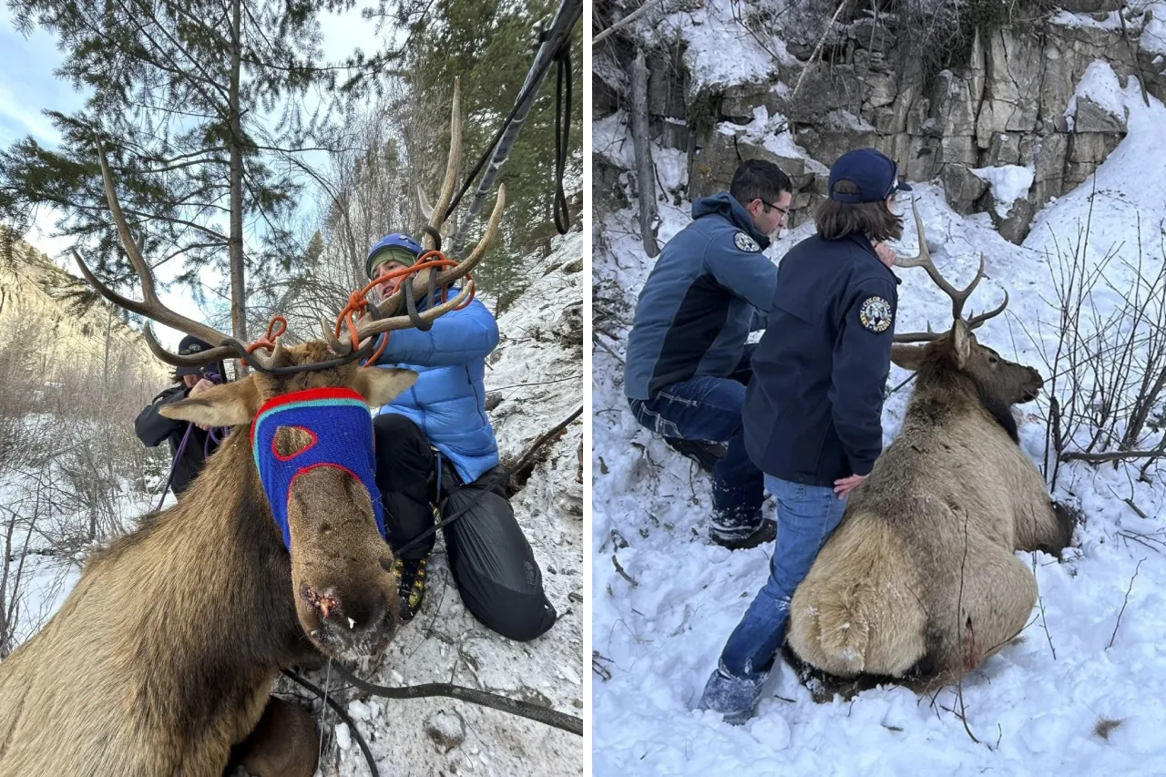 Rescatan a alce enredado en una cuerda en una popular zona de escalada en hielo