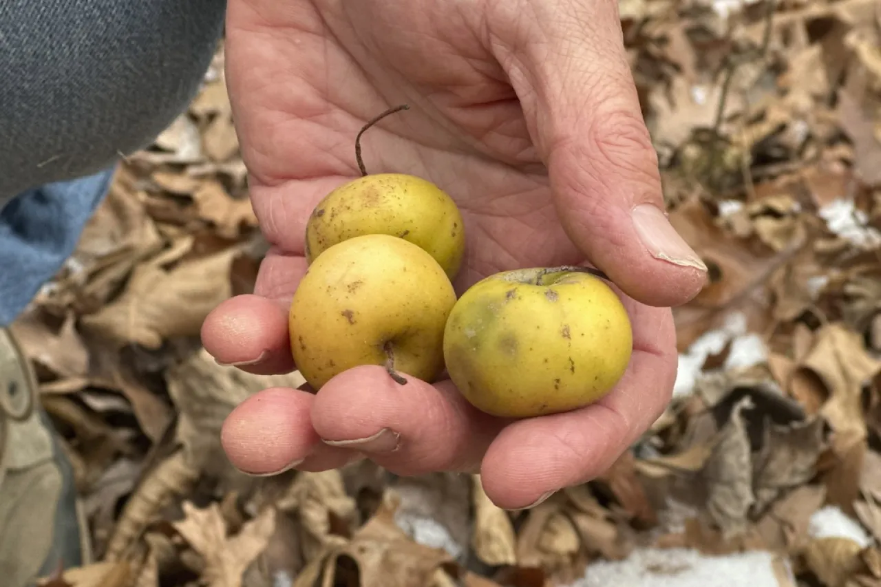 Clave para proteger manzanas del cambio climático podría estar en un bosque