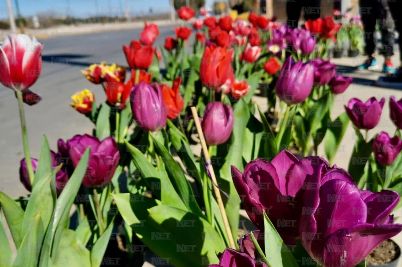 Llega tulipán holandés a Ciudad Juárez