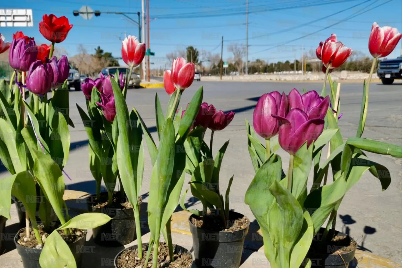 Llega tulipán holandés a Ciudad Juárez