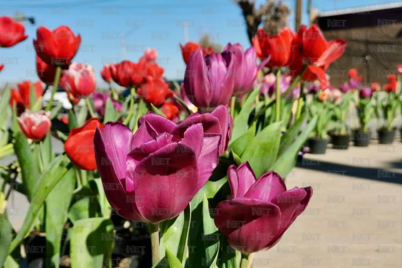 Llega tulipán holandés a Ciudad Juárez