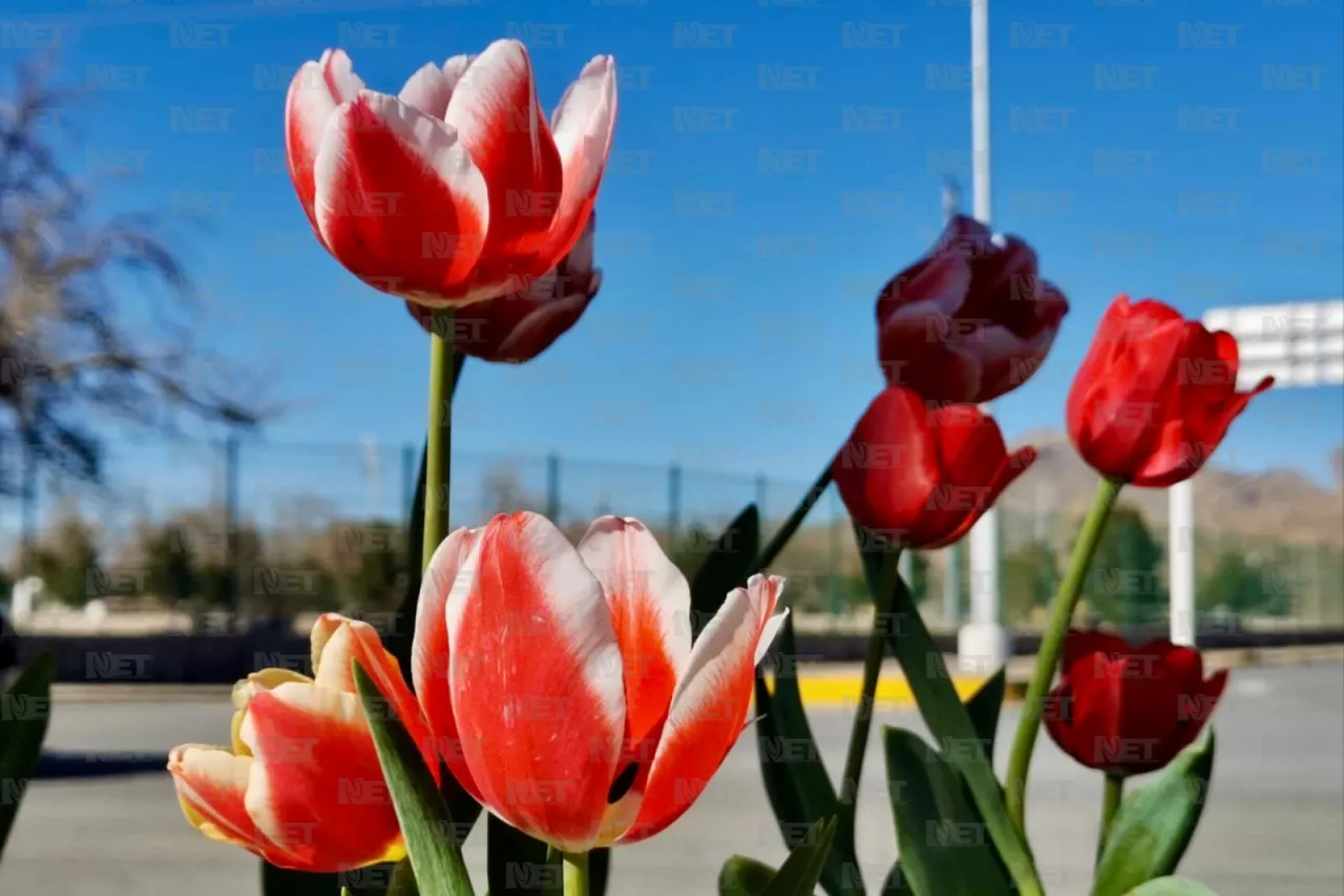Llega tulipán holandés a Ciudad Juárez