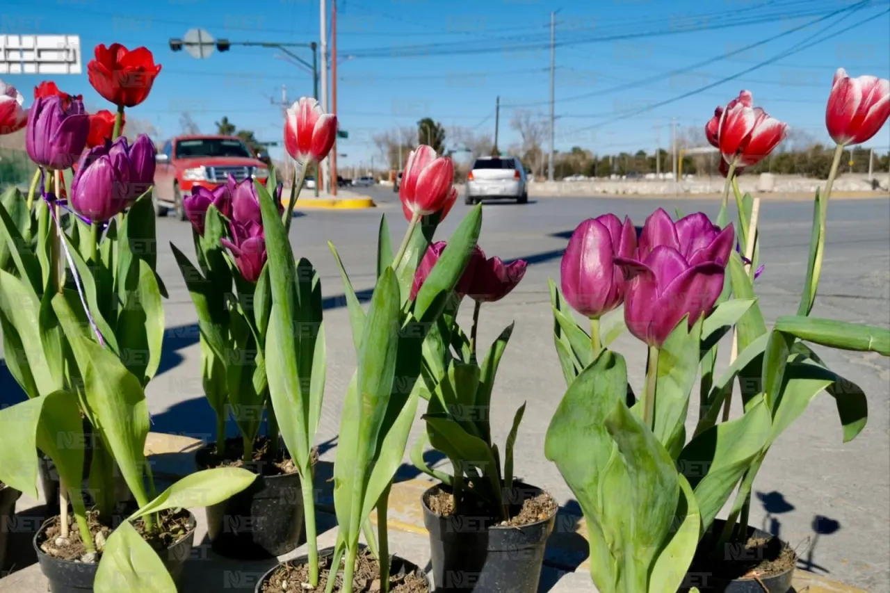 Llega tulipán holandés a Ciudad Juárez
