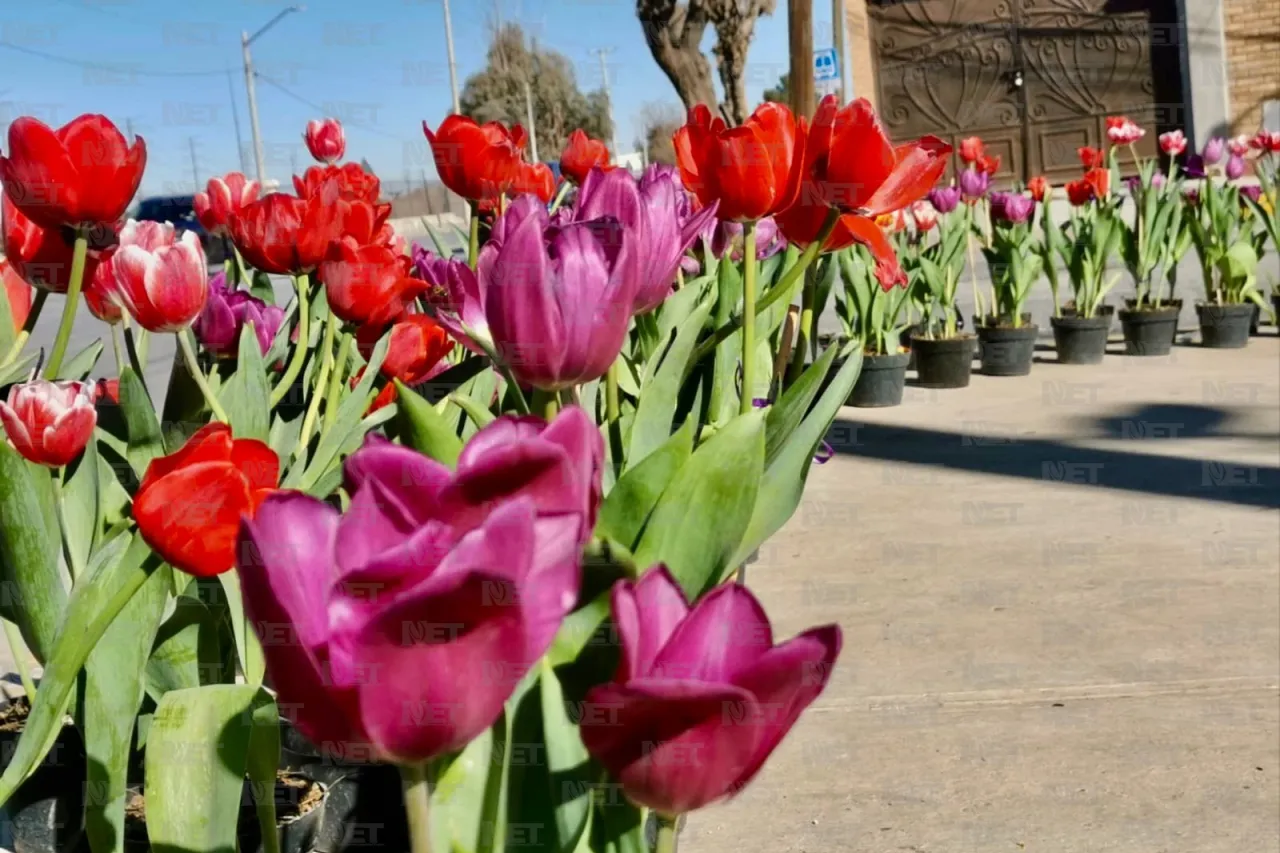 Llega tulipán holandés a Ciudad Juárez
