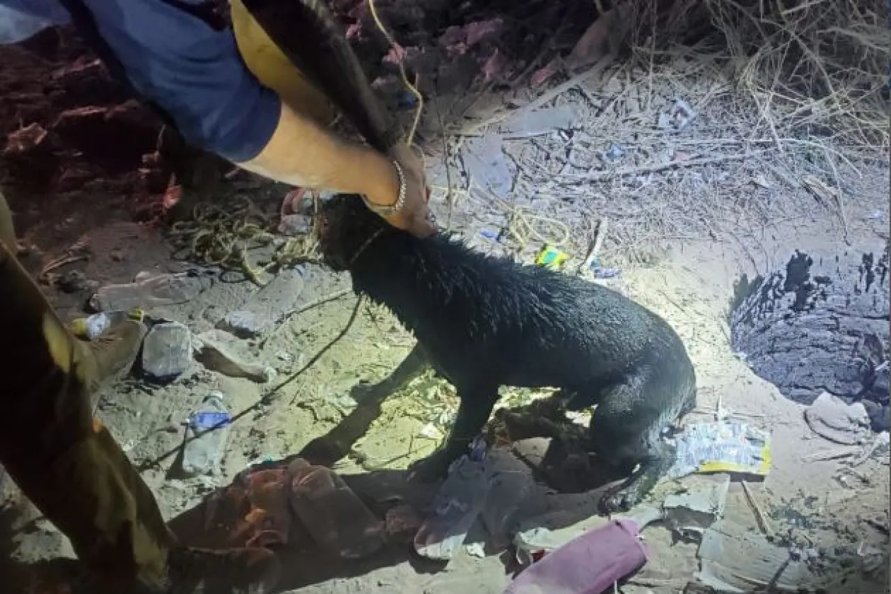 Rescatan a perro atrapado en alcantarilla