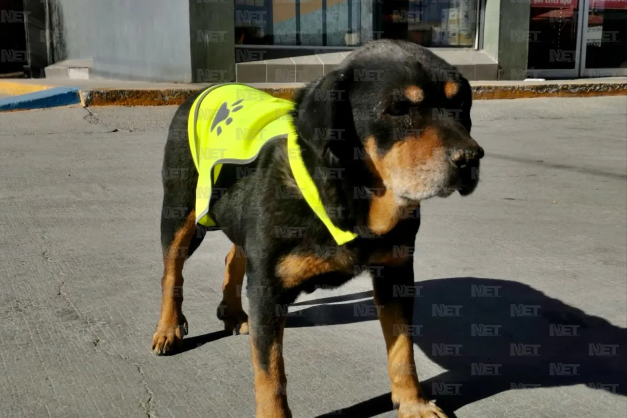 Él es 'Negro', el perrito parquero de la Sevilla