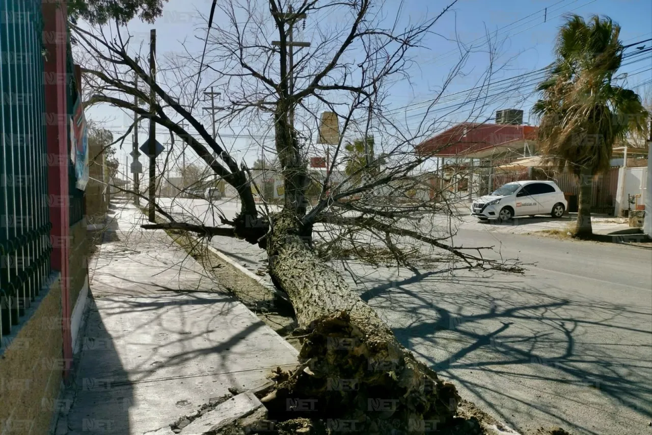 Fuertes vientos derriban árbol en la calle Sevilla