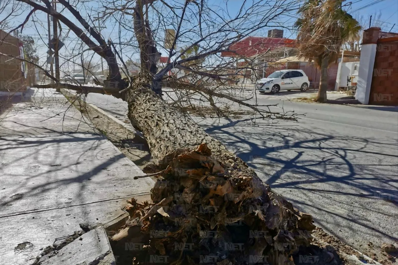 Fuertes vientos derriban árbol en la calle Sevilla