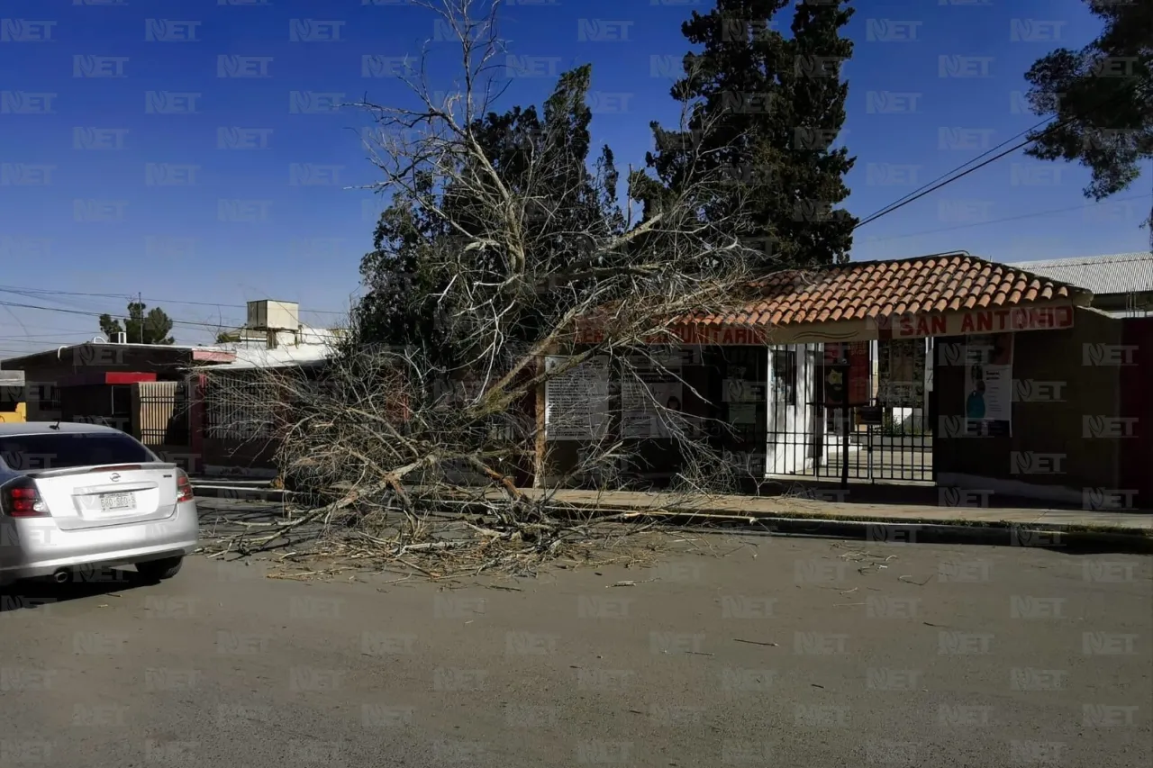Fuertes vientos derriban árbol en la calle Sevilla