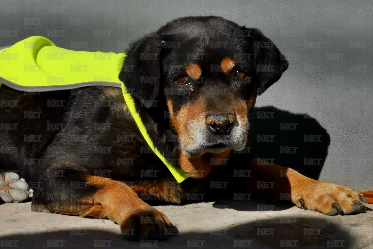 Él es 'Negro', el perrito parquero de la Sevilla