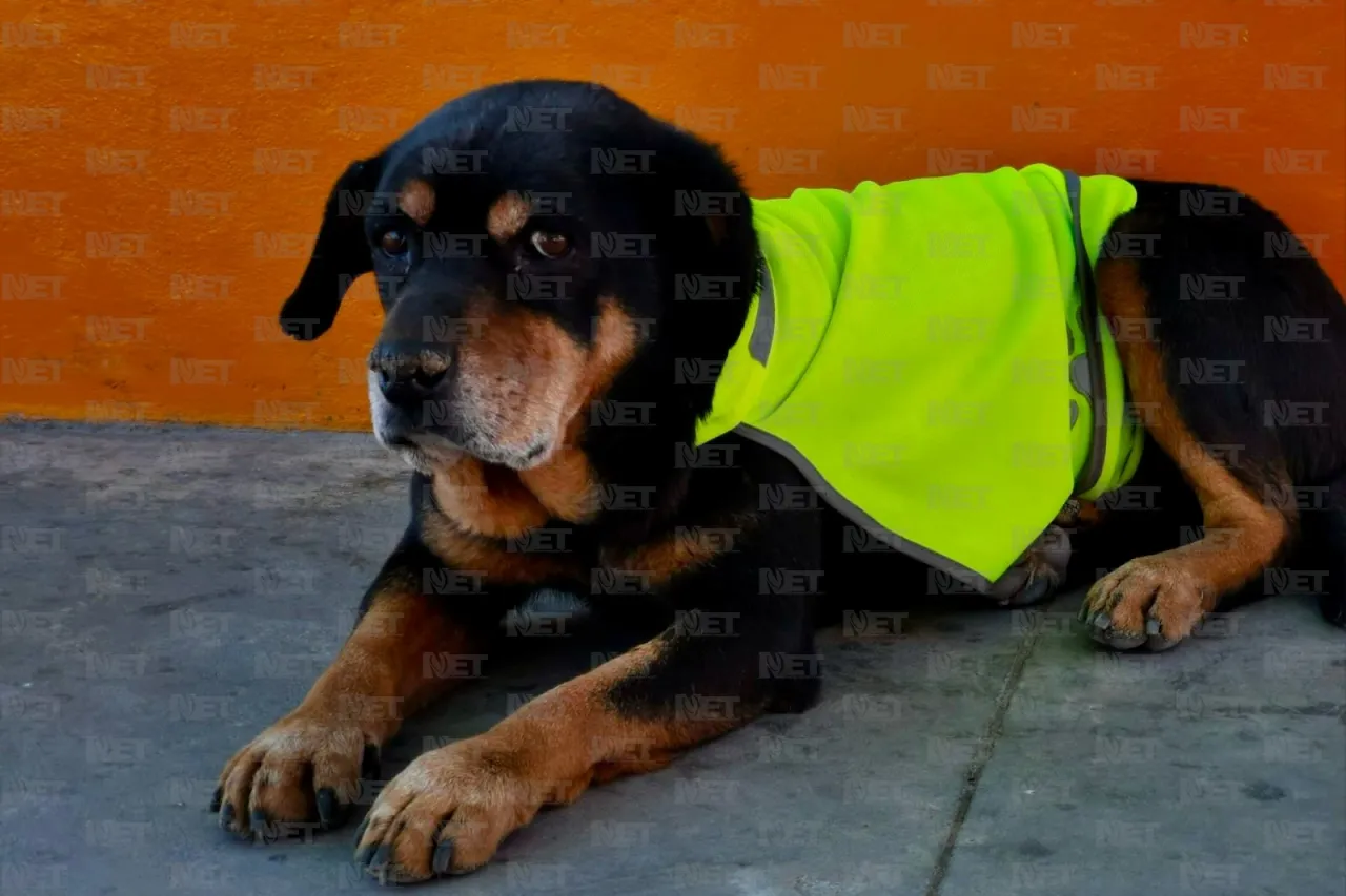 Él es 'Negro', el perrito parquero de la Sevilla