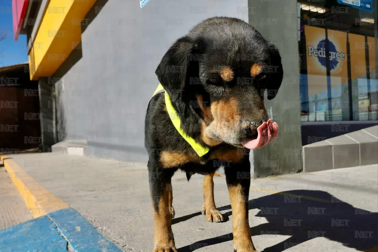 Él es 'Negro', el perrito parquero de la Sevilla