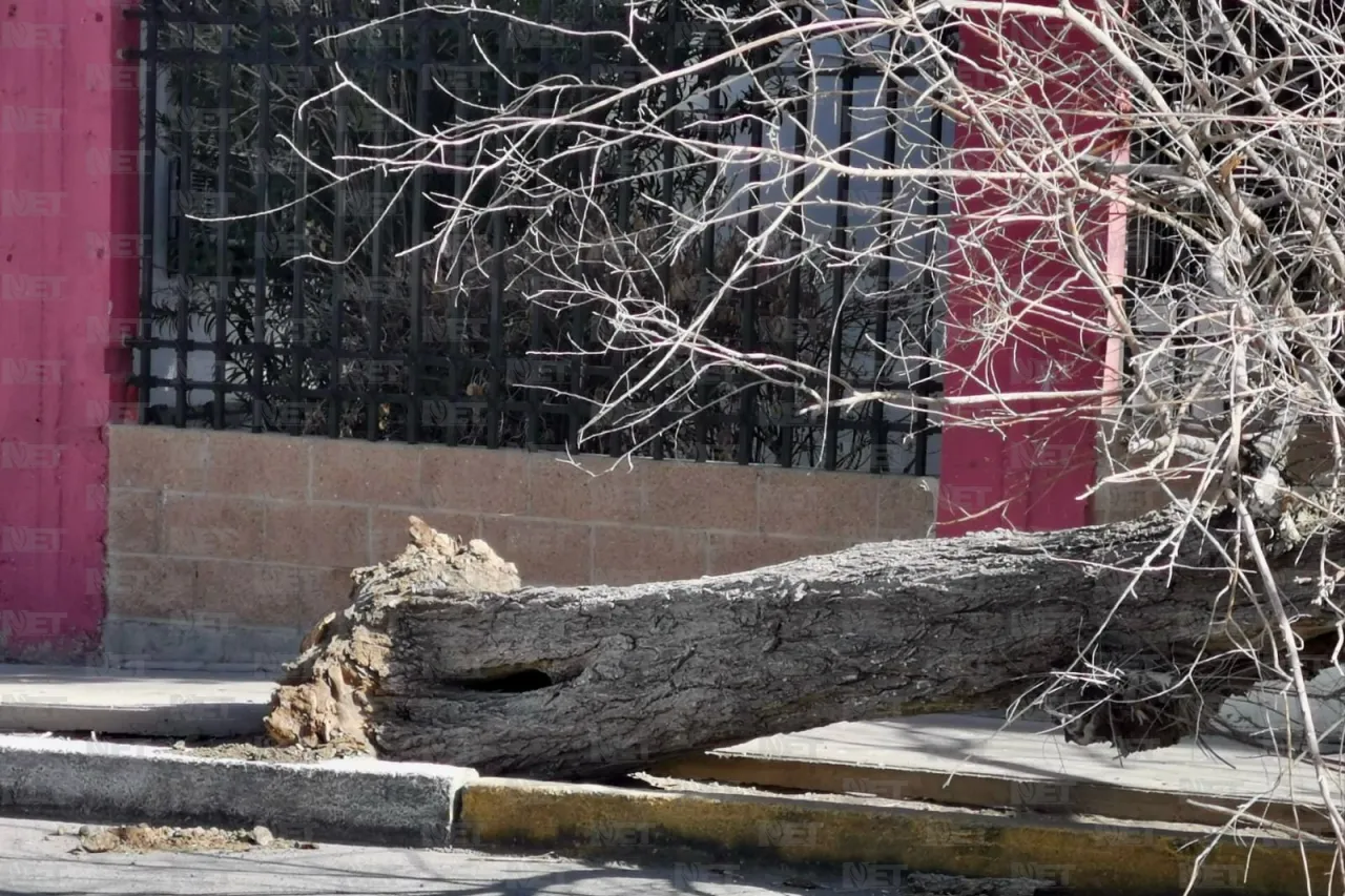 Fuertes vientos derriban árbol en la calle Sevilla