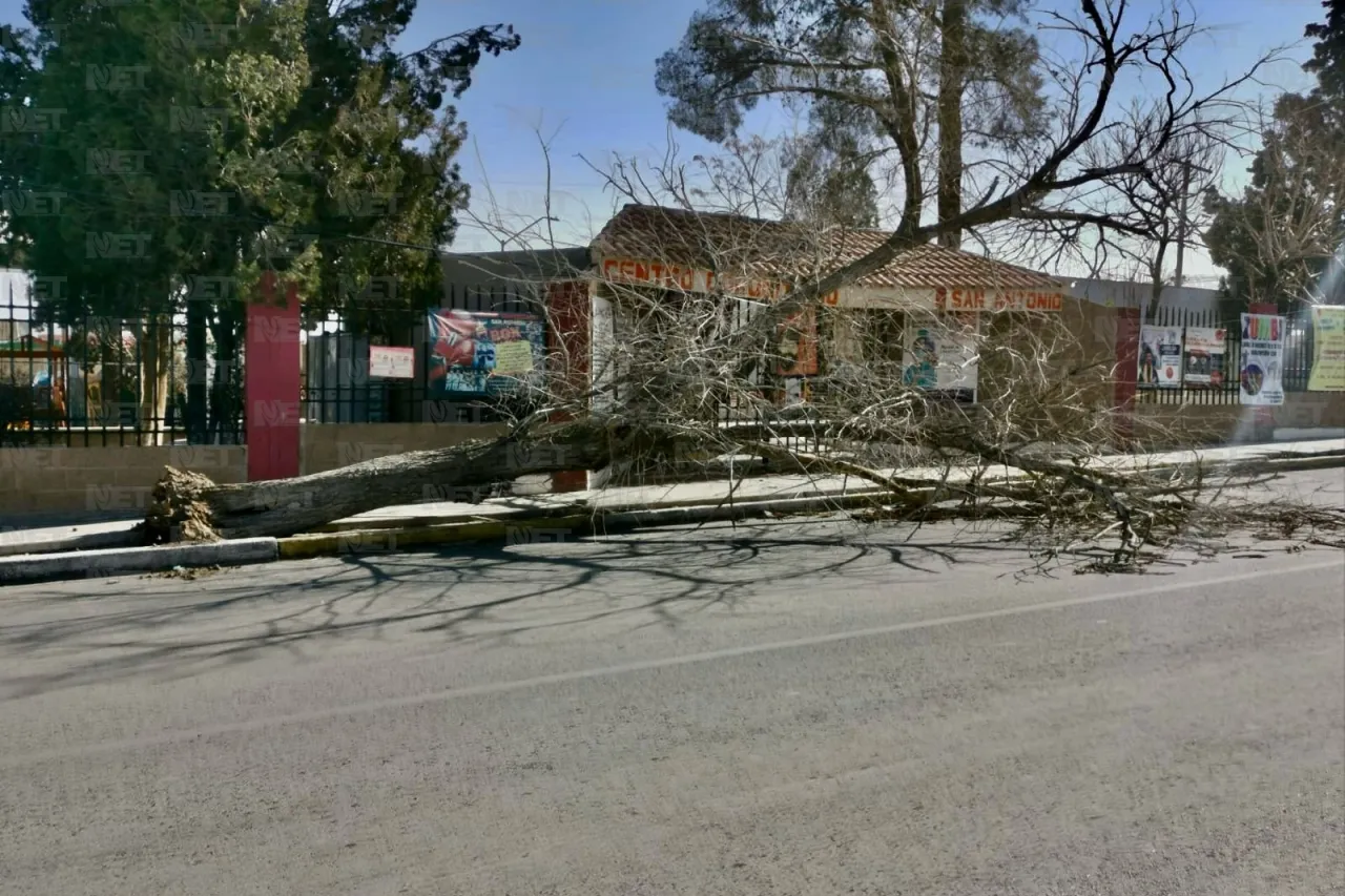 Fuertes vientos derriban árbol en la calle Sevilla