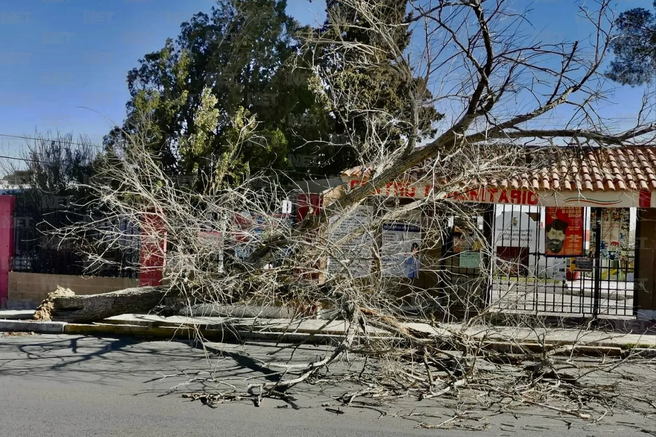 Fuertes vientos derriban árbol en la calle Sevilla