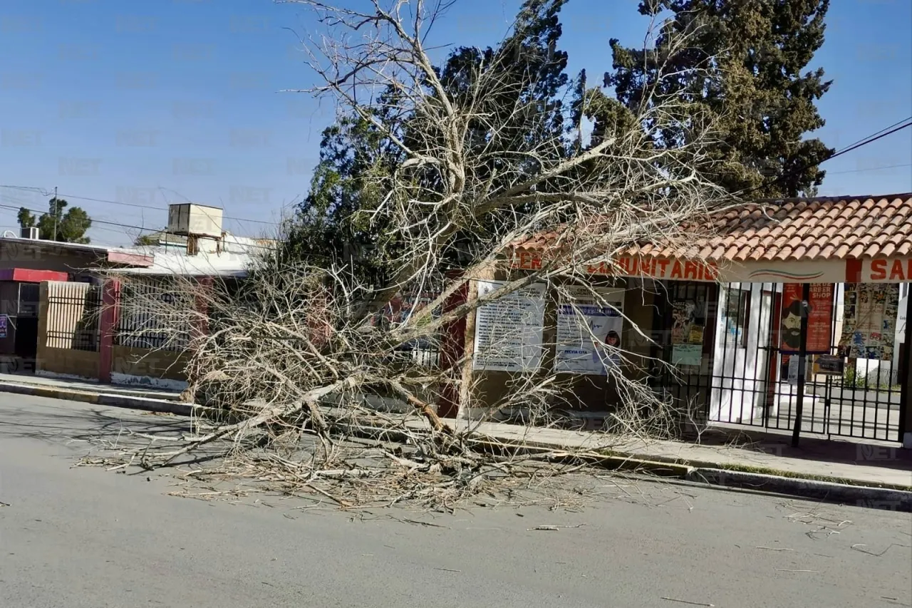 Fuertes vientos derriban árbol en la calle Sevilla