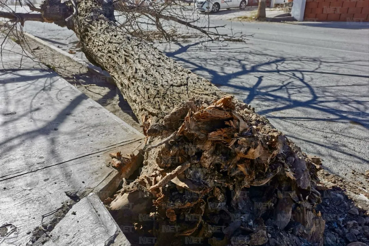 Fuertes vientos derriban árbol en la calle Sevilla