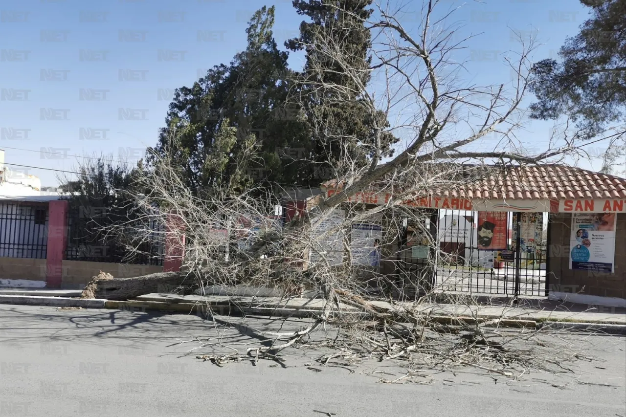 Fuertes vientos derriban árbol en la calle Sevilla