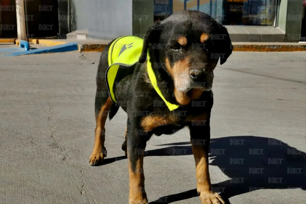 Él es 'Negro', el perrito parquero de la Sevilla