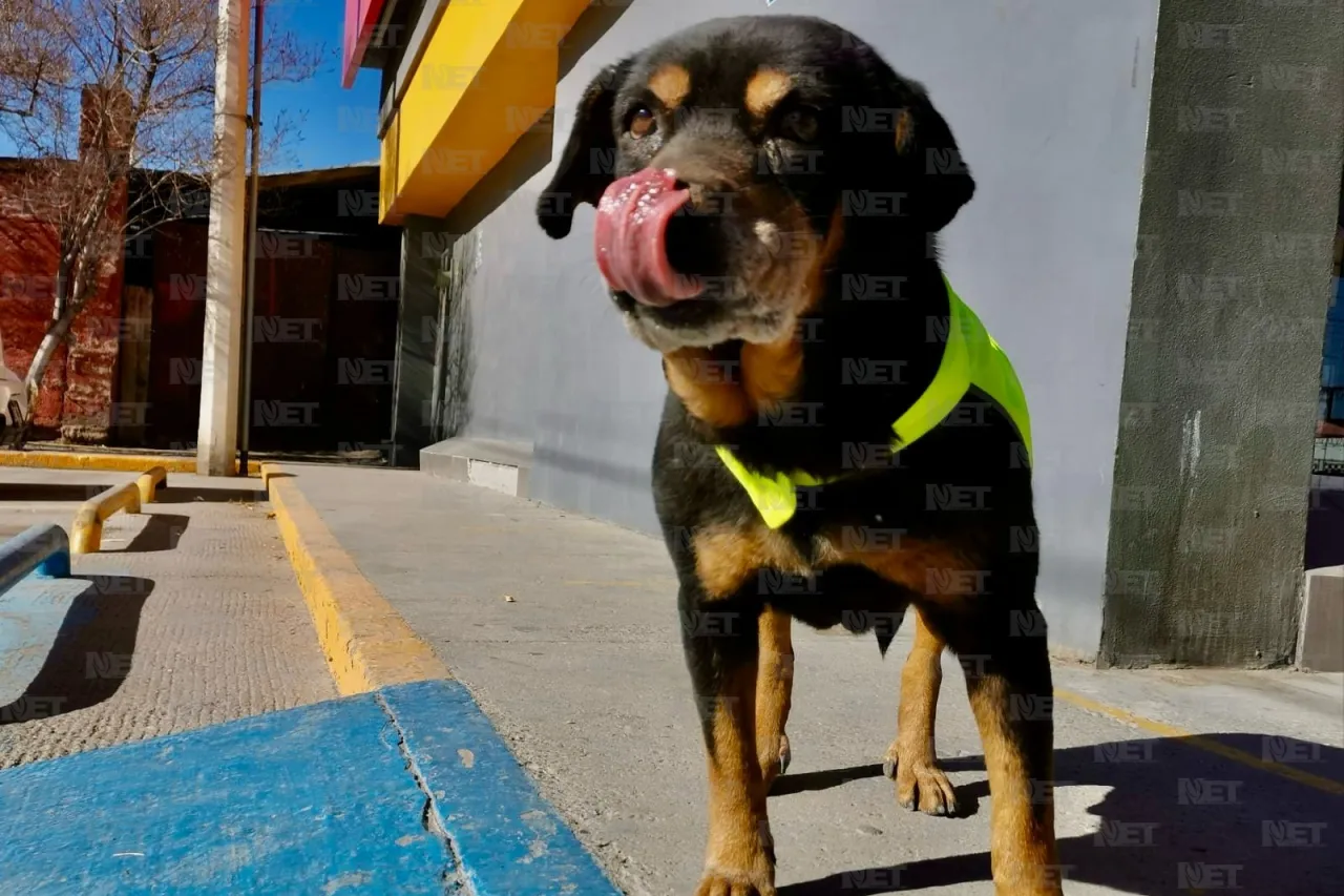 Él es 'Negro', el perrito parquero de la Sevilla