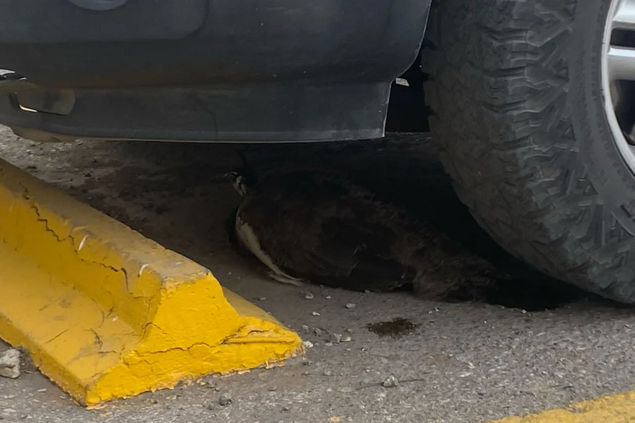 Rescatan policías a pavorreal que deambulaba en la René Mascareñas
