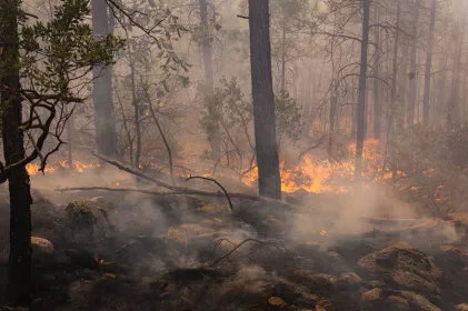 Continúan activos 12 incendios forestales en Chihuahua